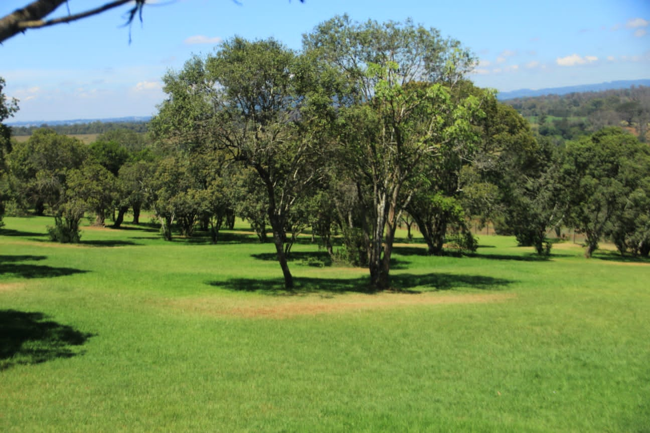 Juniper Green Gardens